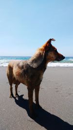 Dog looking to the right on beach in beach shore