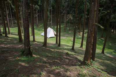 Trees on field in forest