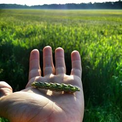 Cropped hand holding plant in field