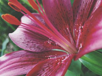 Close-up of pink flower