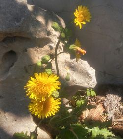 Close-up of yellow flowers