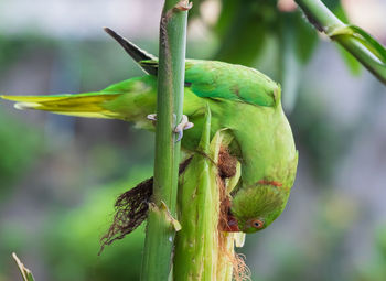 Close-up of lizard on tree