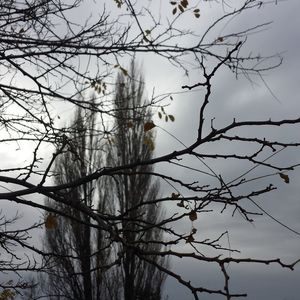 Low angle view of bare trees against sky