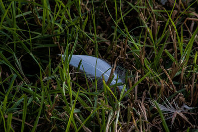 Close-up of grass on field