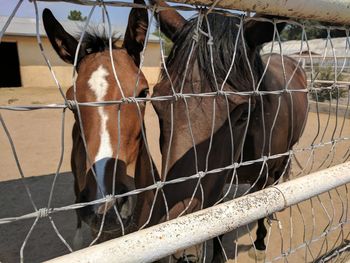 Close-up of horse standing outdoors