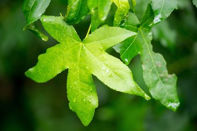 Close-up of leaves