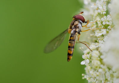 Close-up of insect on flower