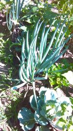 Plants growing on tree