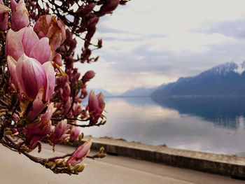 beauty in nature