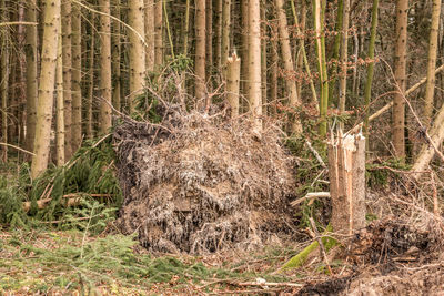 Pine trees in forest