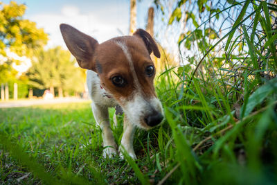 Portrait of dog on field