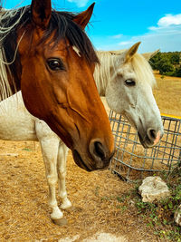 Horse standing in ranch