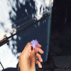 Close-up of hand holding flower
