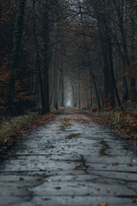 Footpath amidst trees in forest during autumn