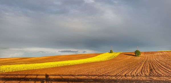 Scenic view of agricultural field against sky