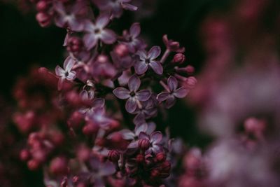 Close-up of pink flowering plant in park