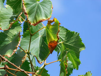 Close-up of leaves against clear sky