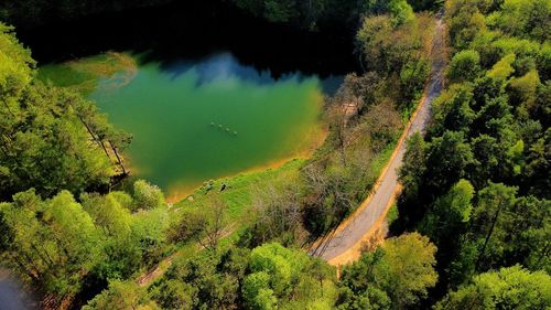 High angle view of trees in forest