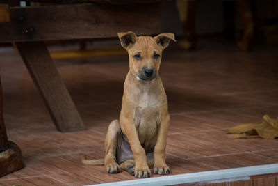 Portrait of dog sitting on wood