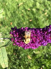 Close-up of butterfly pollinating on purple flower