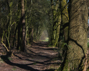 Footpath amidst trees in forest