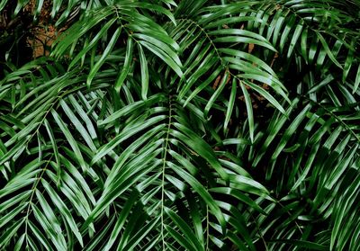 Full frame shot of plants