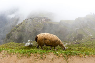 Sheep grazing on landscape against sky