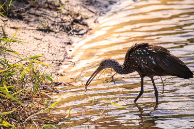 Limpkin bird aramus guarauna forages for mollusks in the lake at myakka state park in sarasota