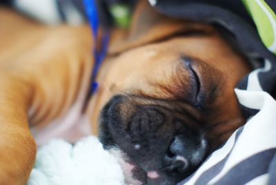 Close-up of a dog sleeping