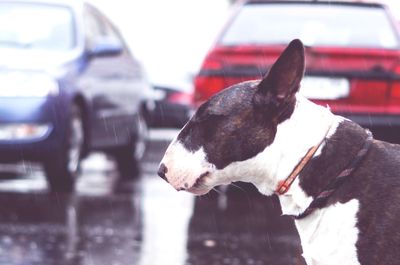Profile view of dog standing on road during rain