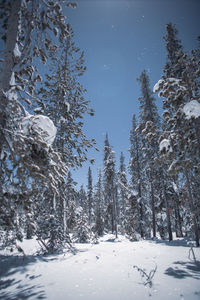 Snow covered pine trees in forest against sky