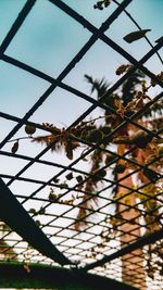 Low angle view of plants against sky