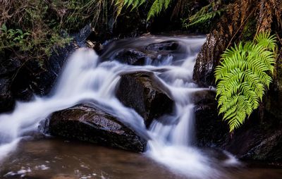 Scenic view of waterfall in forest