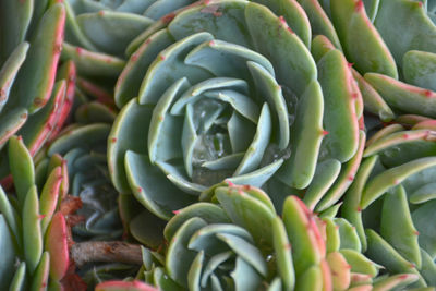 Full frame shot of succulent plant