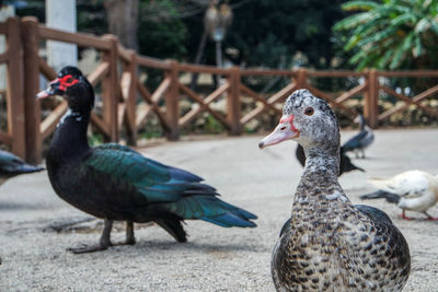 Close-up of peacock