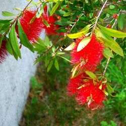 Close-up of red leaves