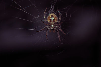 spider web