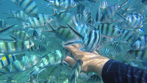 A school of fish hunting for food from a hand. selective focus points.