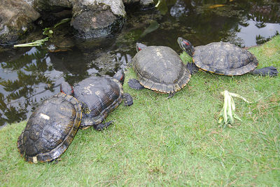 High angle view of tortoise in lake