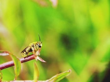 Close-up of insect on plant