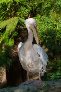 Close-up of bird perching on plant