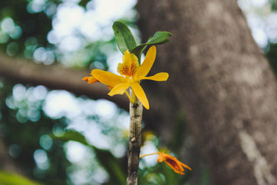 Close-up of yellow flower blooming outdoors