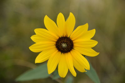 Close-up of yellow flower blooming outdoors