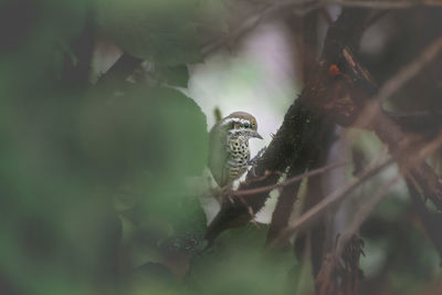 Bird perching on a branch