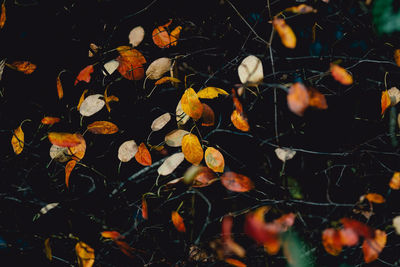 Close-up of autumn leaves