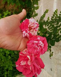 Close-up of hand holding pink rose flower