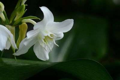 Close-up of white flowers