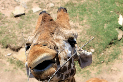 Close-up of giraffe