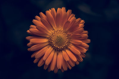 Close-up of orange flower against black background