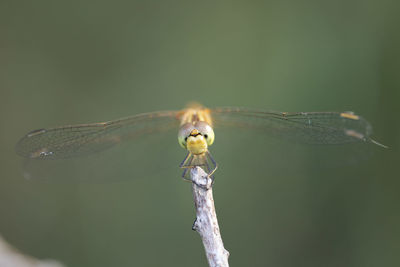 Close-up of dragonfly on leaf